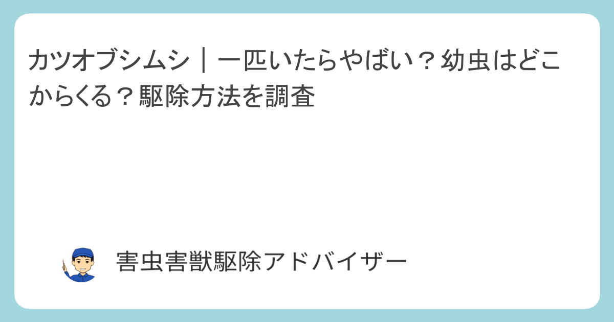 カツオブシムシ｜一匹いたらやばい？幼虫はどこからくる？駆除方法を調査